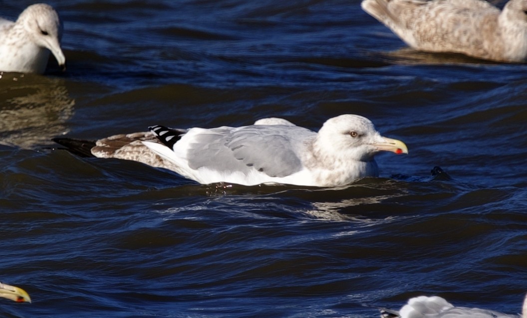 Kaio hauskara amerikarra - ML646880481