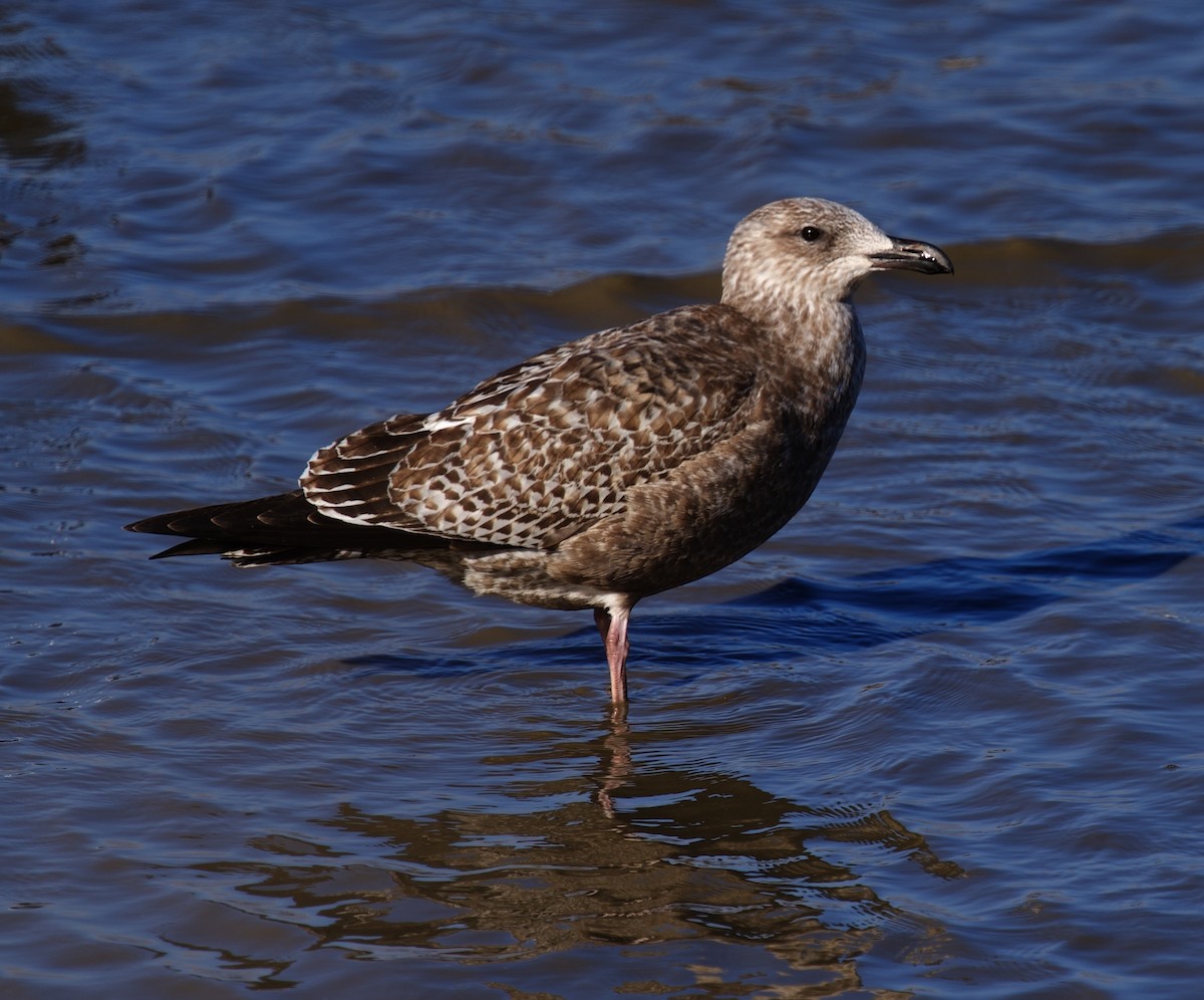 Kaio hauskara amerikarra - ML646880483