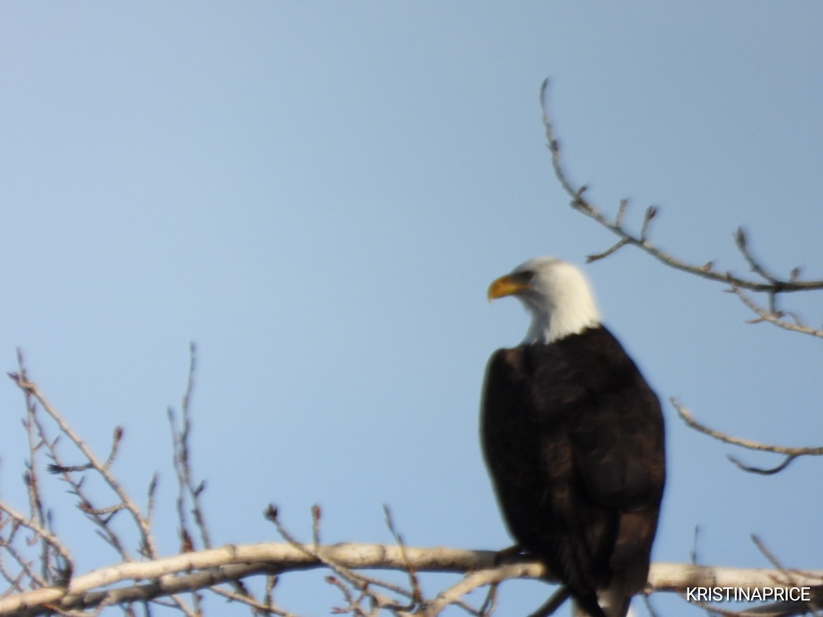 Bald Eagle - ML646880484