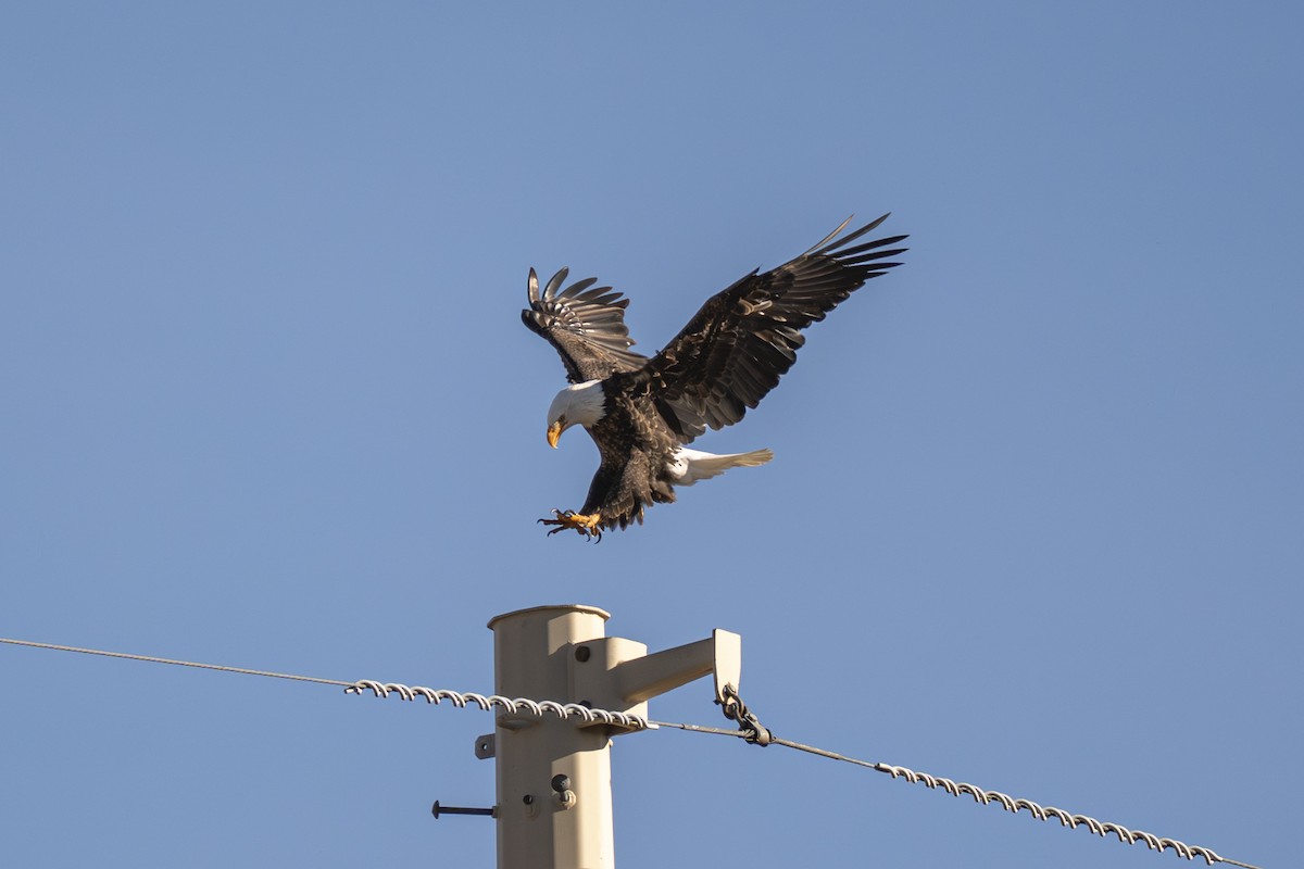 Орлан білоголовий - ML646880485