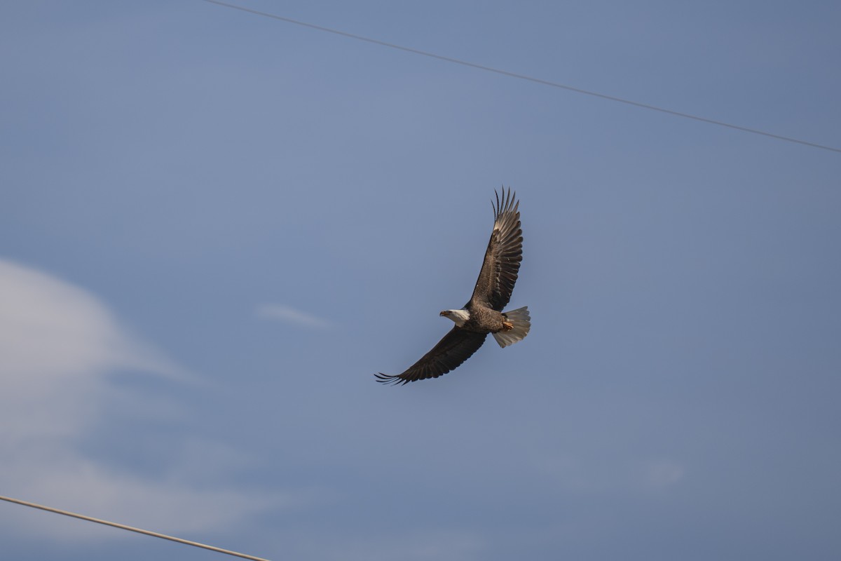 Орлан білоголовий - ML646880486