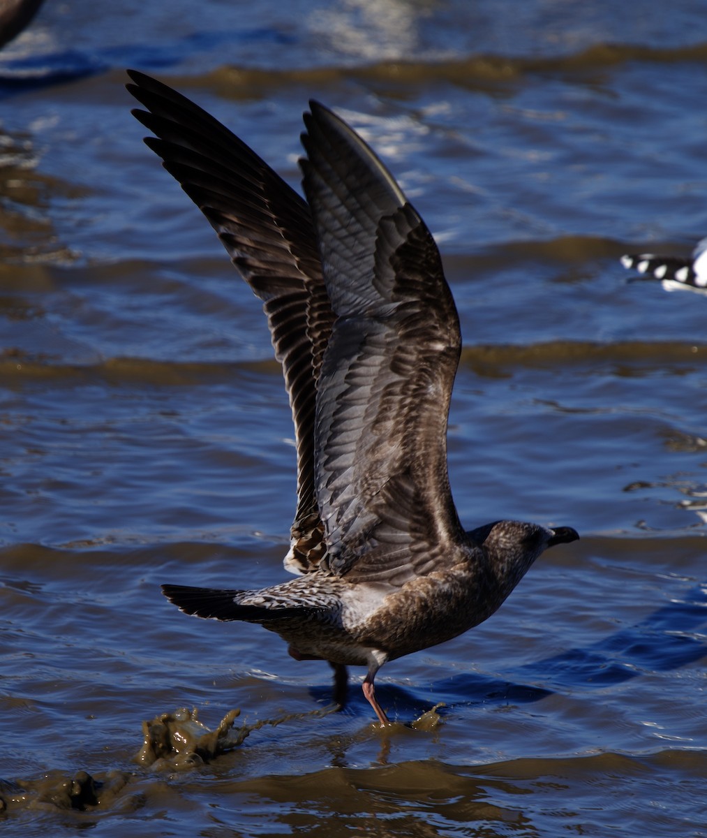 Kaio hauskara amerikarra - ML646880487