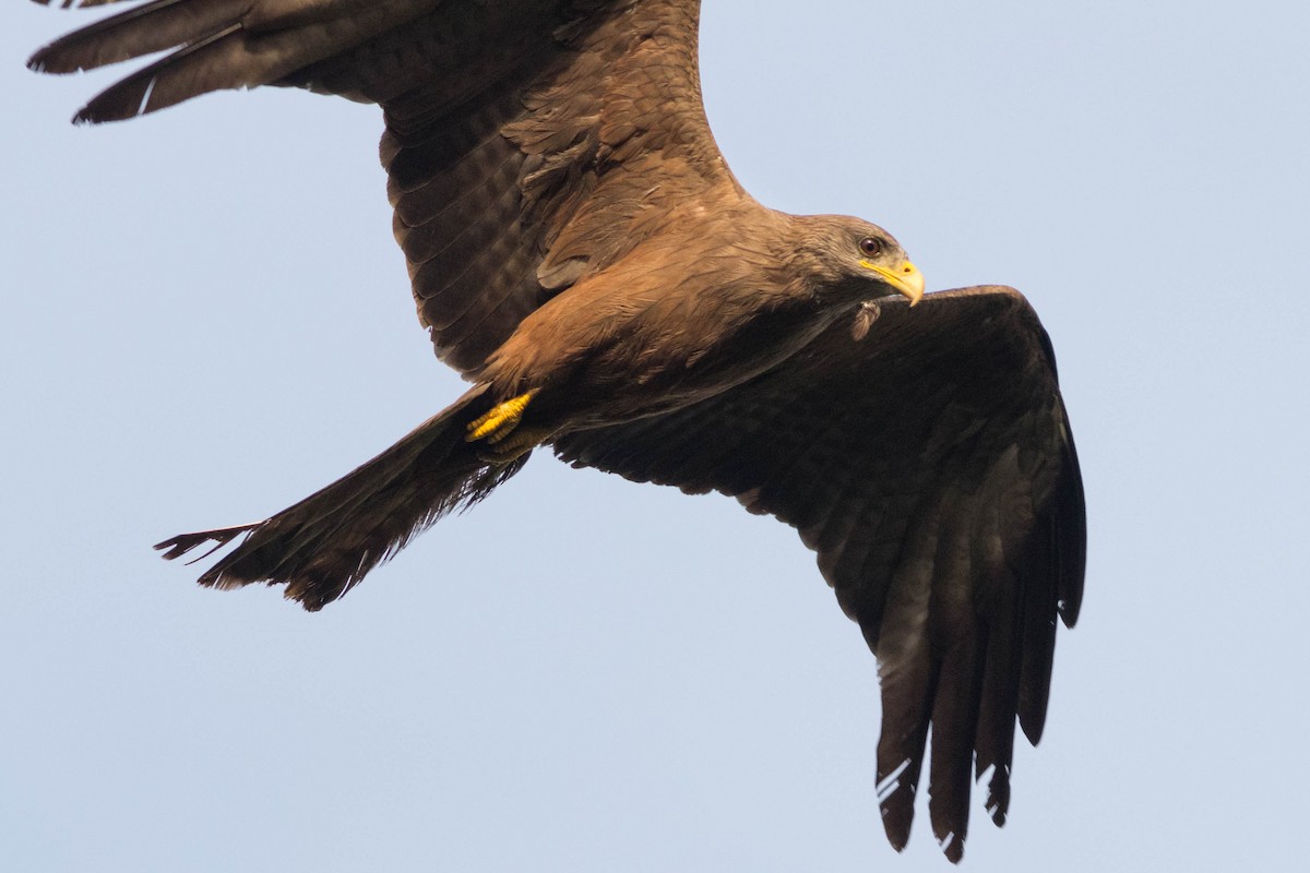 Black Kite - ML646880489