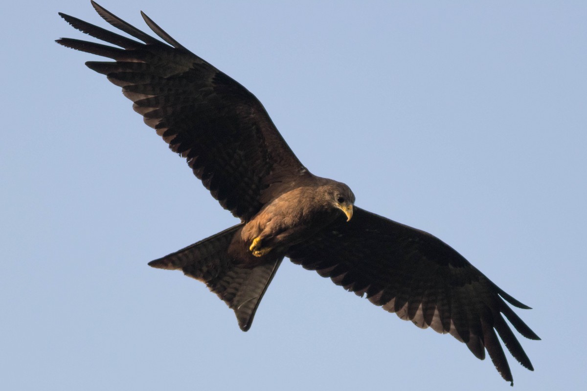 Black Kite - ML646880490