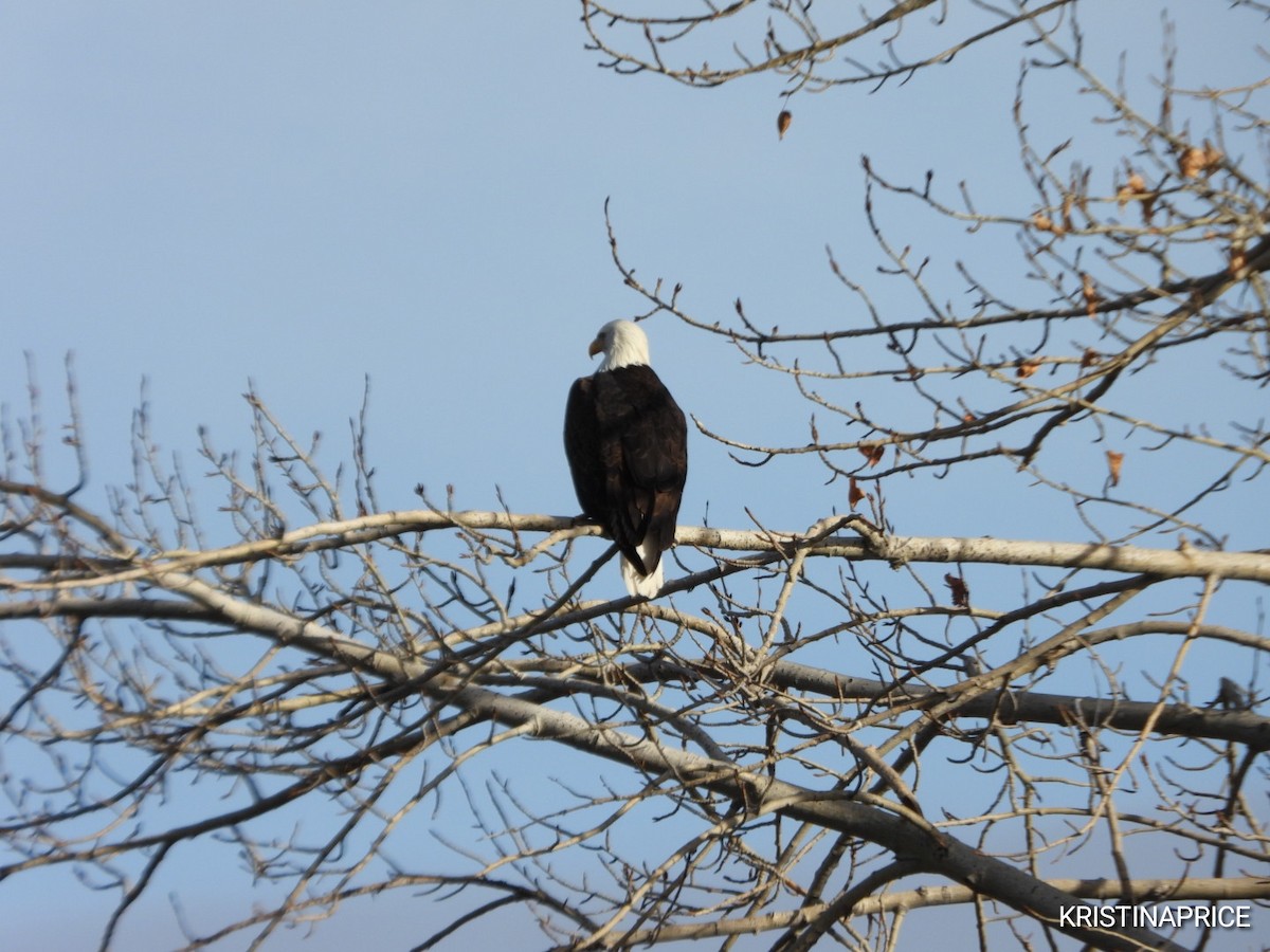 Bald Eagle - ML646880492