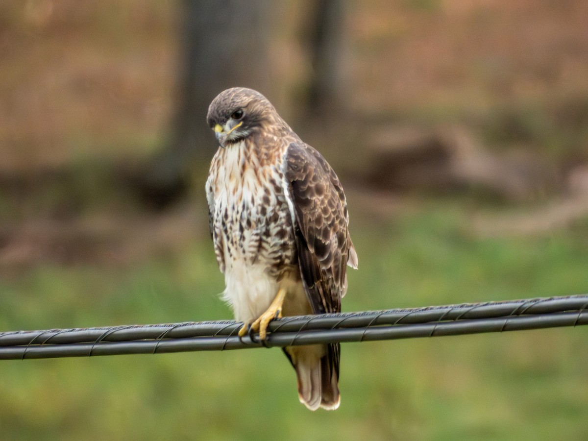 Poiana codarossa - ML646880493