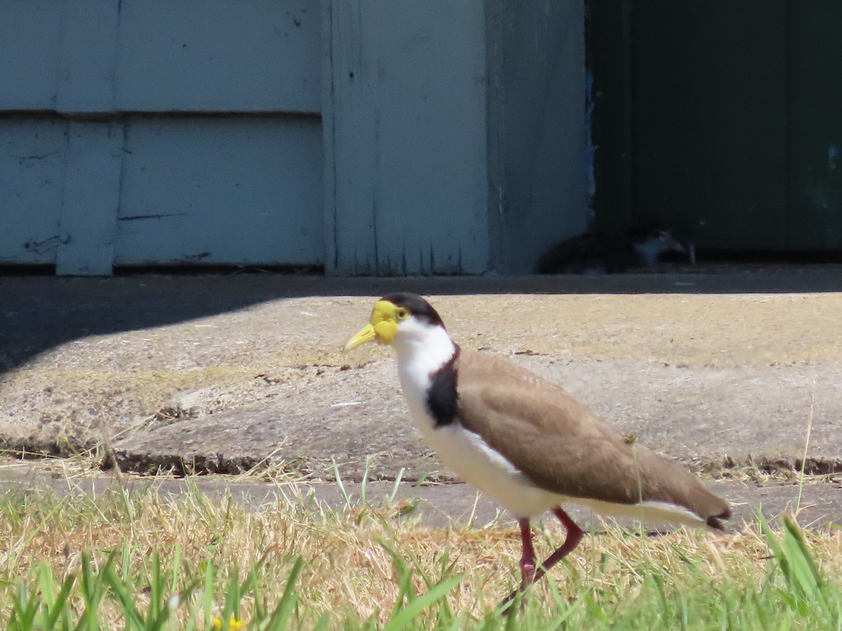 Masked Lapwing - ML646880498