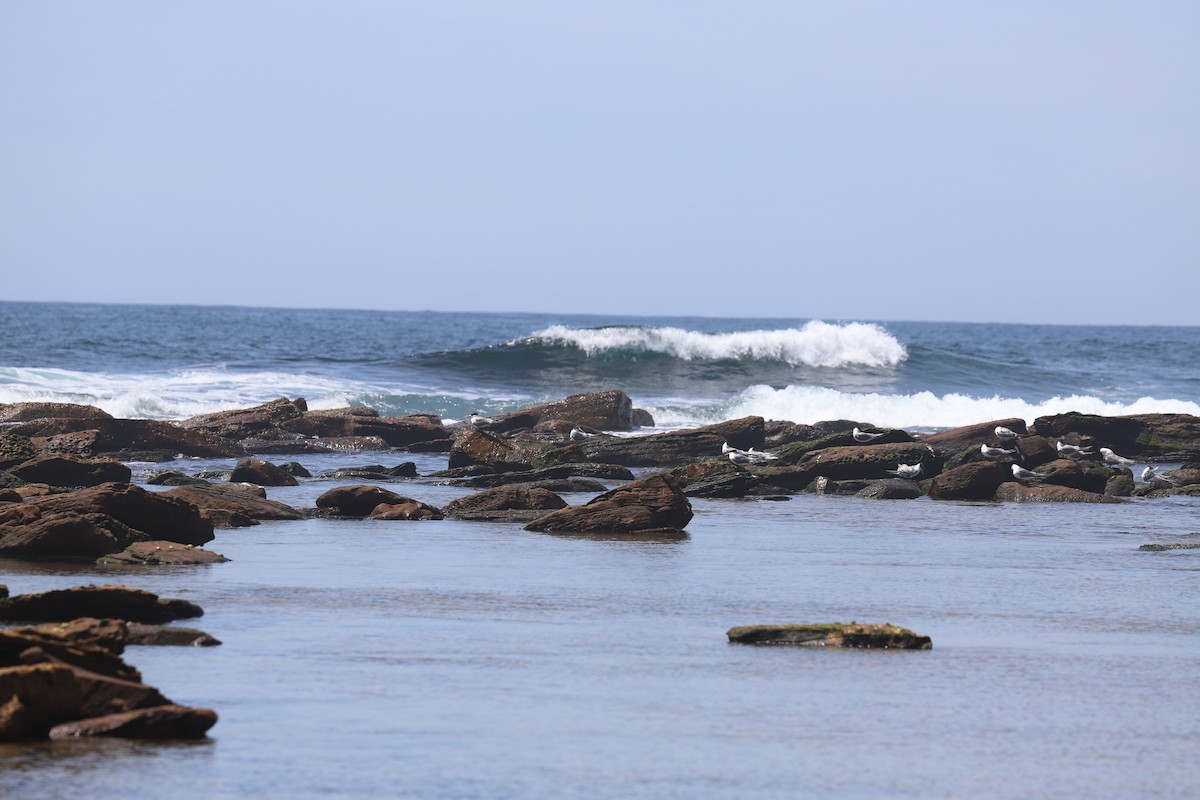 鳳頭燕鷗 - ML646880499