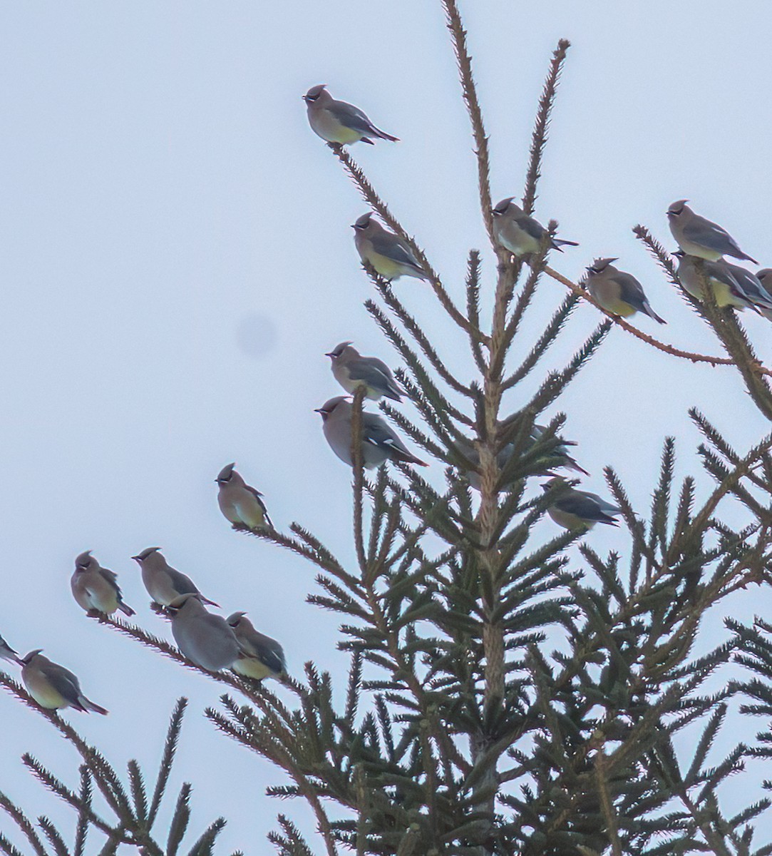 Jaseur d'Amérique - ML646880500