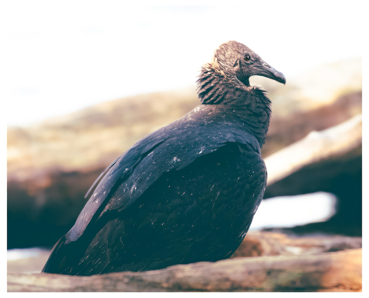 Black Vulture - ML646880504