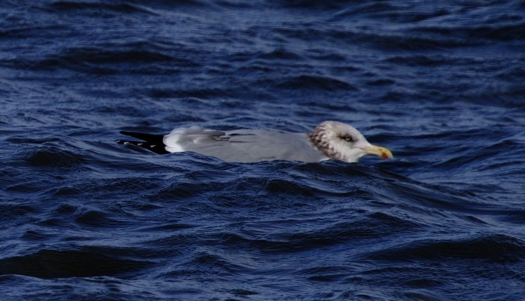 Kaio hauskara amerikarra - ML646880505