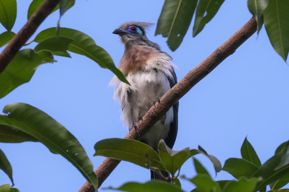 toppkoa - ML646880507