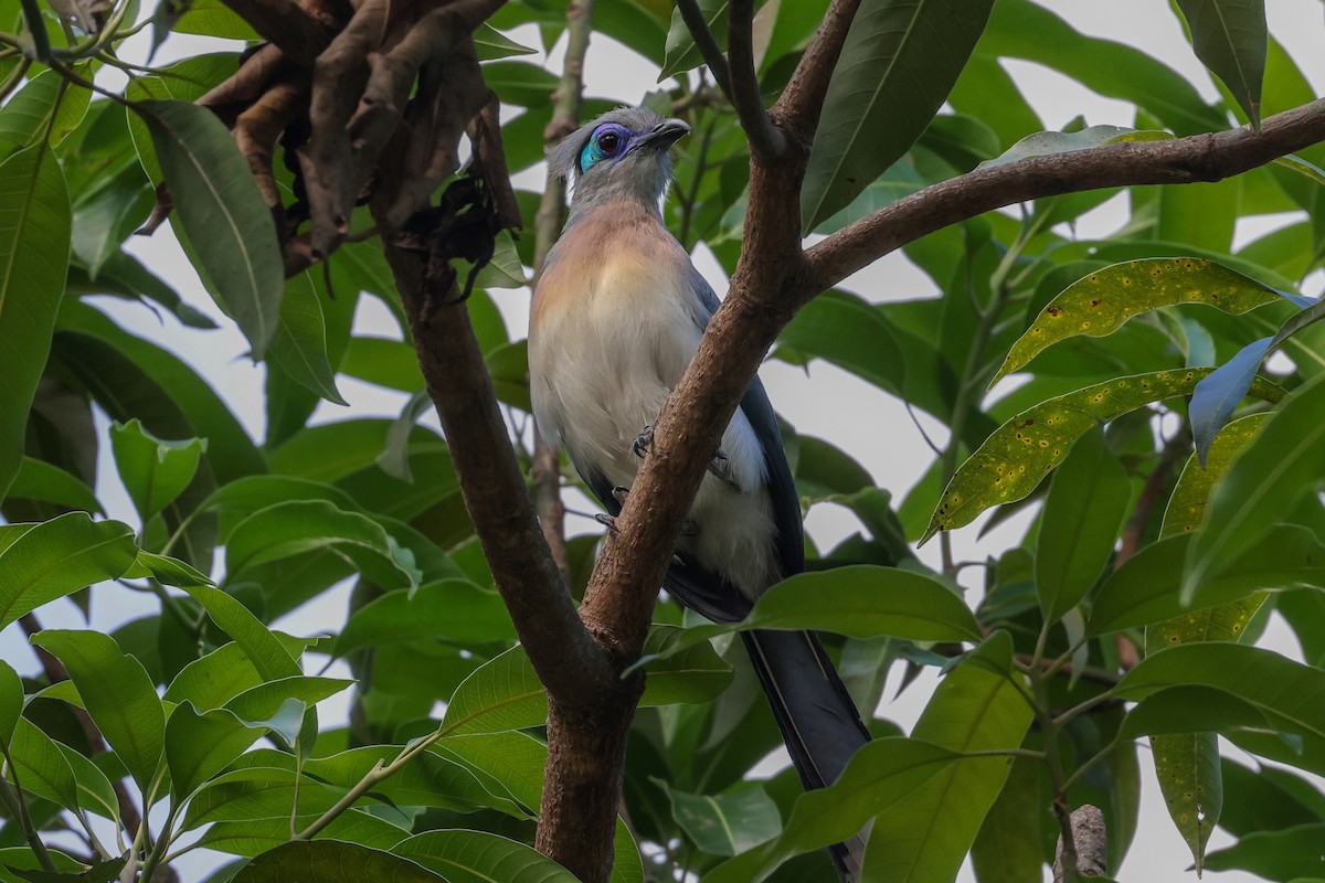 toppkoa - ML646880508