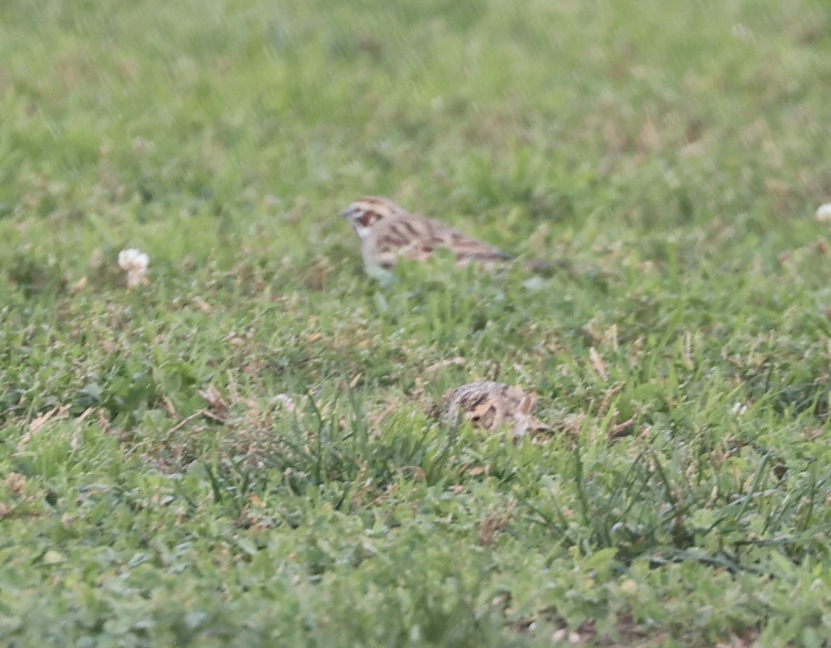 Подорожник лапландський - ML646880517