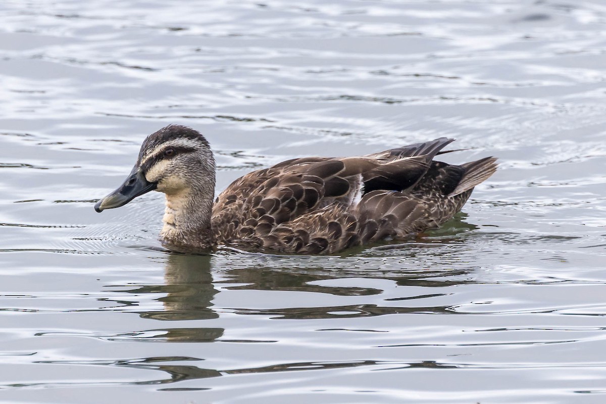 Кряква x Серая кряква (гибрид) - ML646880521