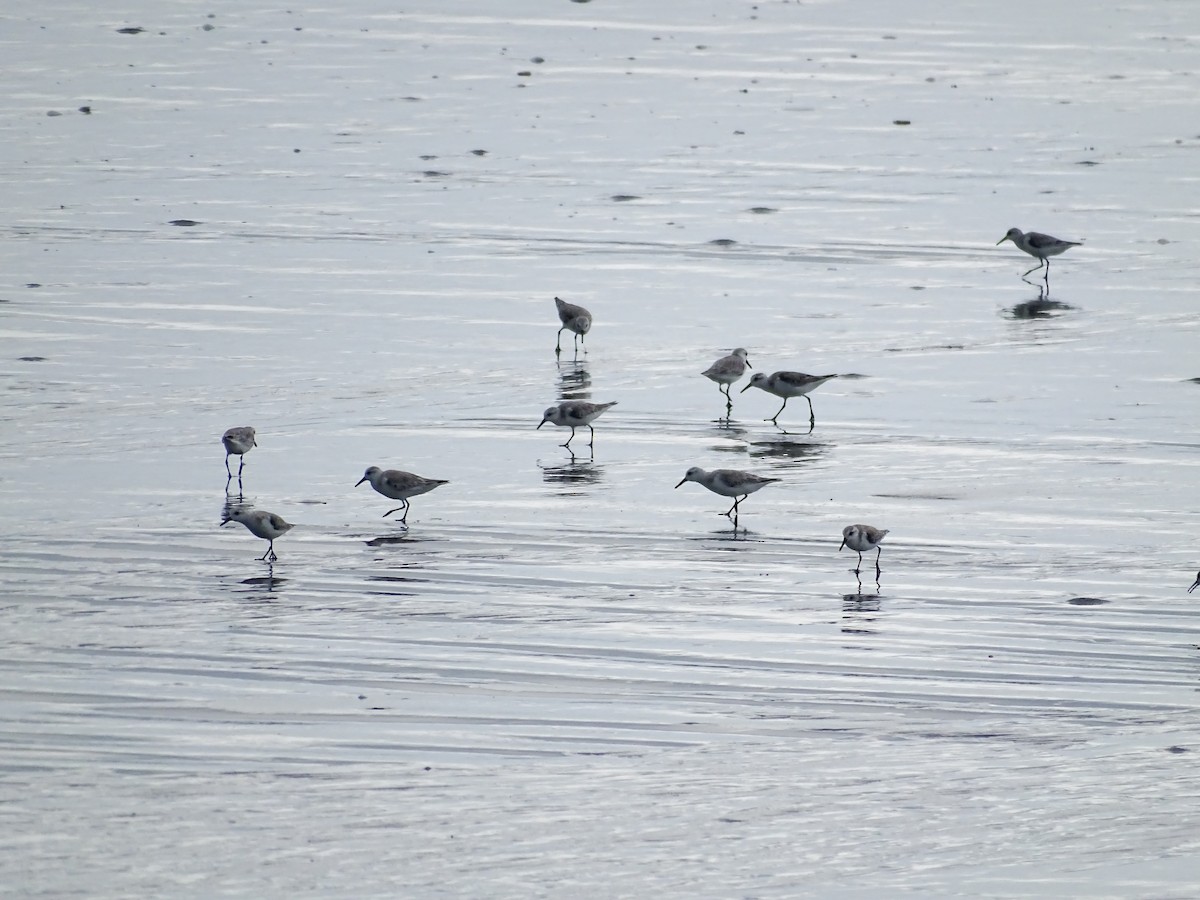 Sanderling - ML646880522