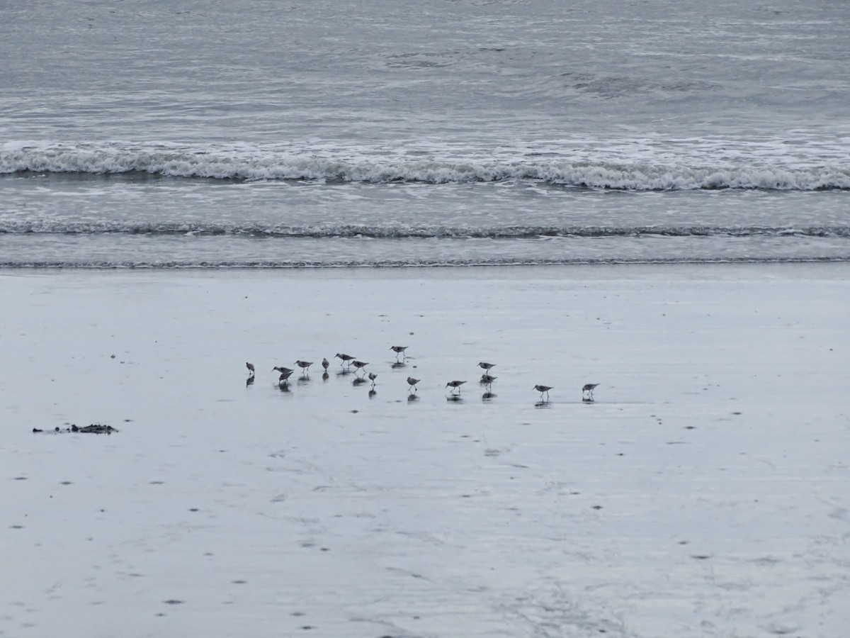 Sanderling - ML646880523