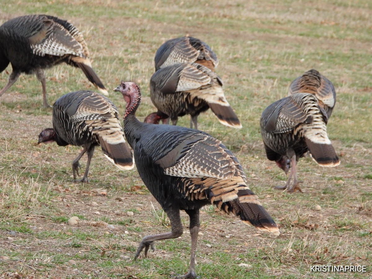 Guajolote Gallipavo - ML646880525