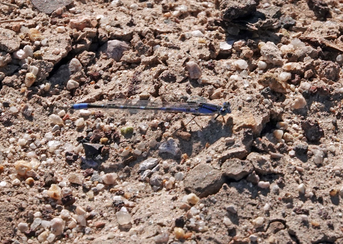 Arroyo Bluet - ML646880532