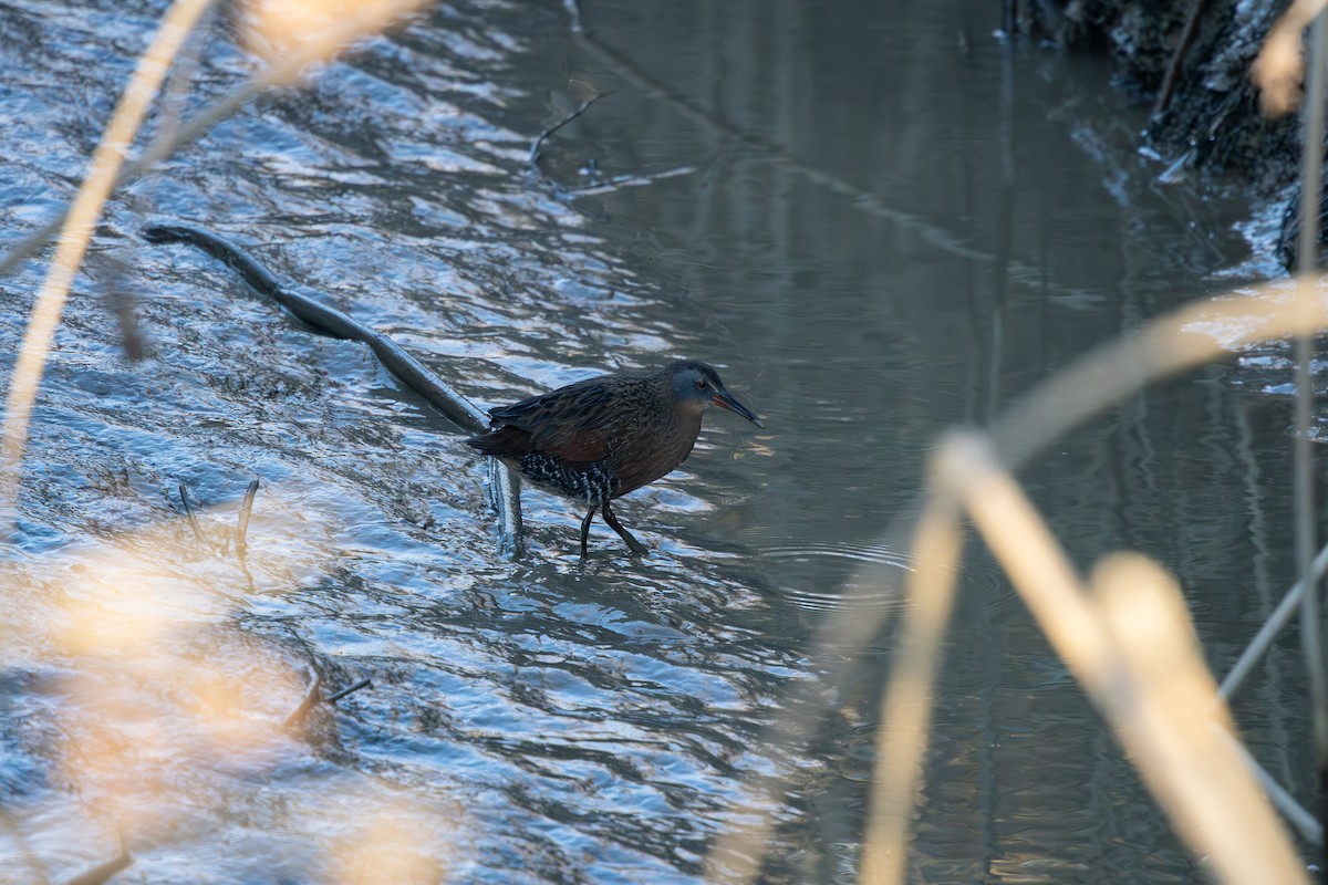 Virginia Rail - ML646880534