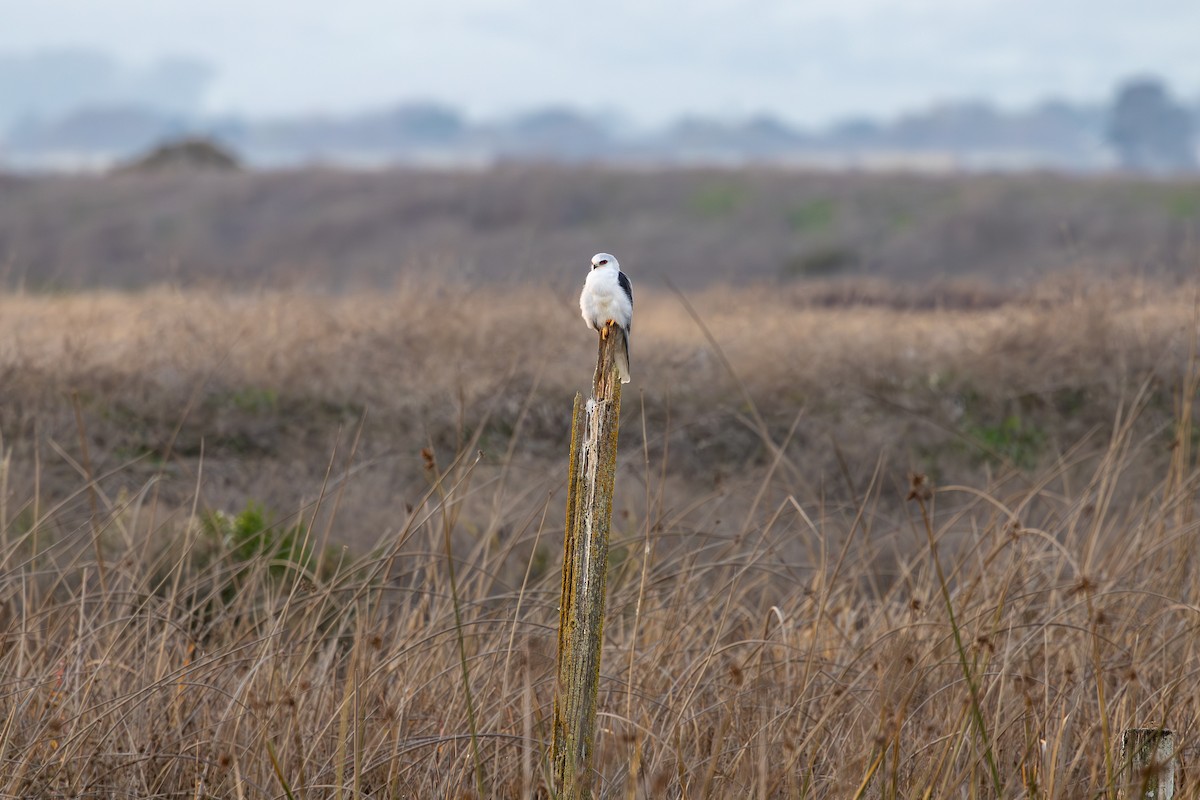 White-tailed Kite - ML646880545