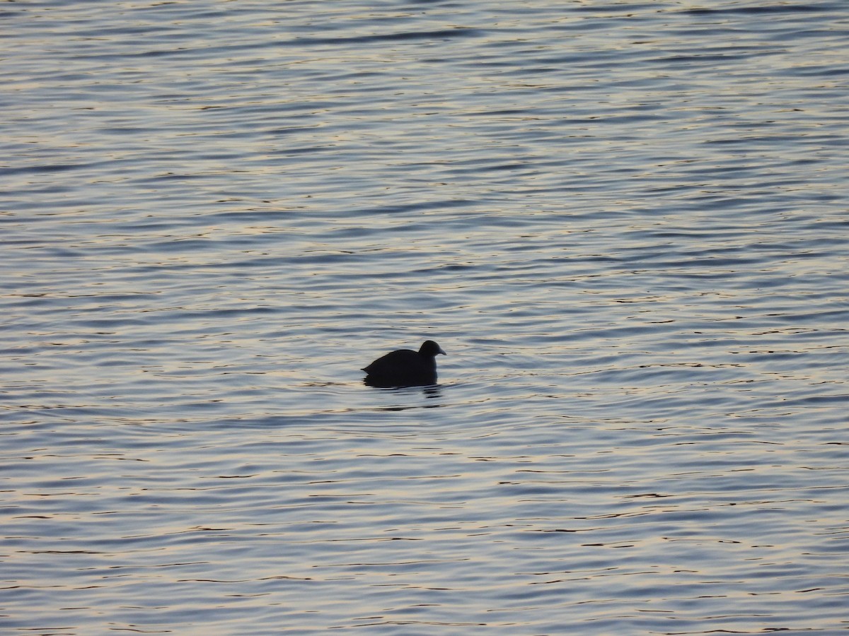 Лиска американська - ML646880546