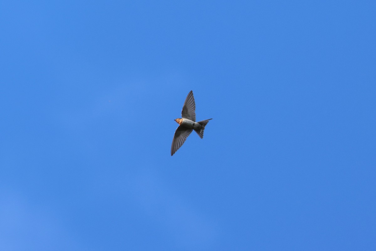 Краснолобая ласточка - ML646880548