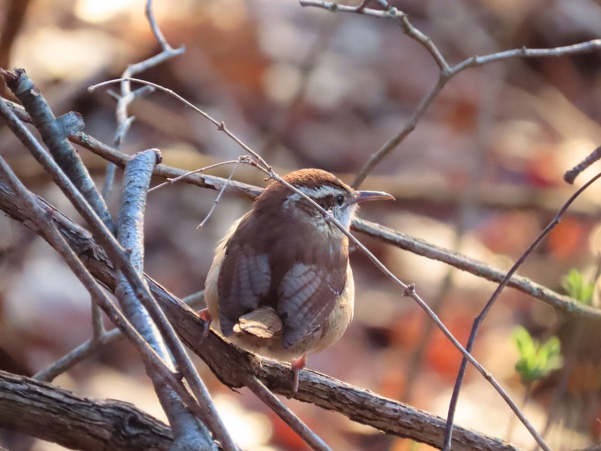 Carolina Wren - ML646880555
