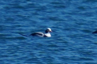 Морянка - ML646880558