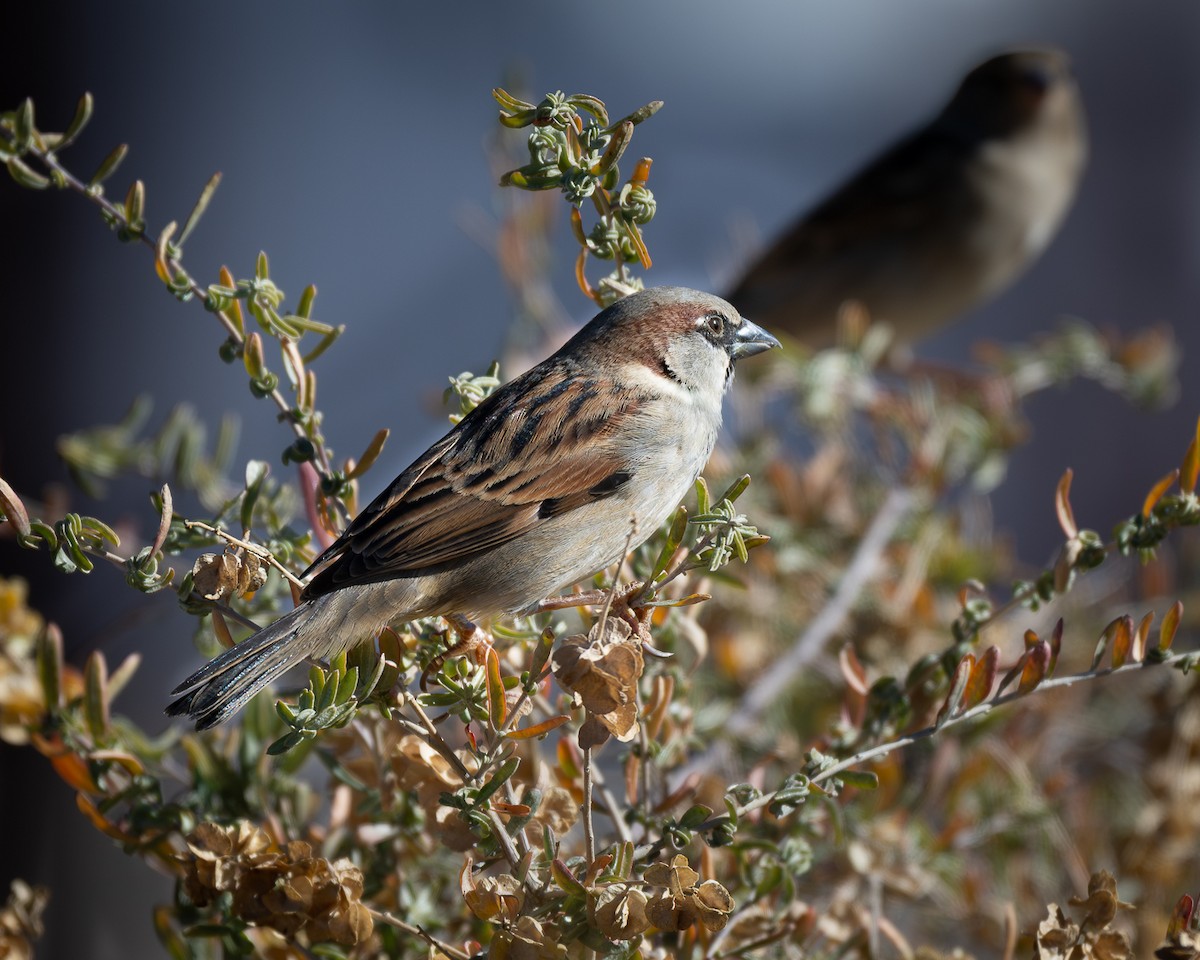 Gorrión Común - ML646880560