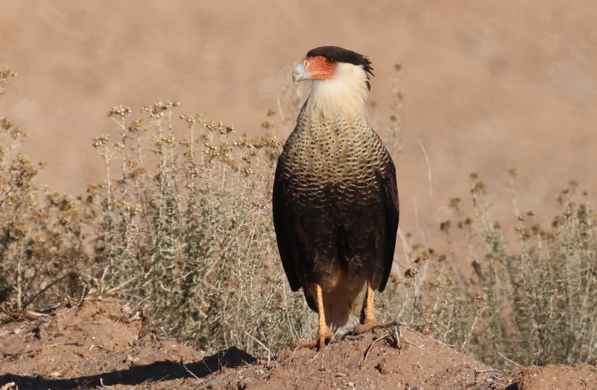 Crested Caracara - ML646880561
