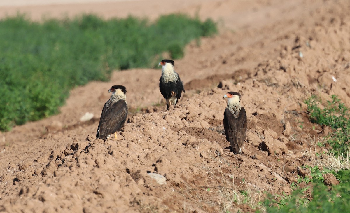 Crested Caracara - ML646880563