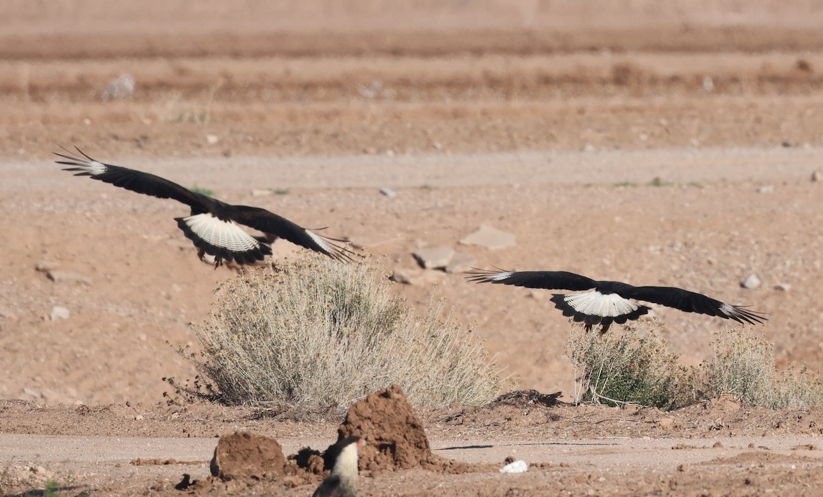 Crested Caracara - ML646880564