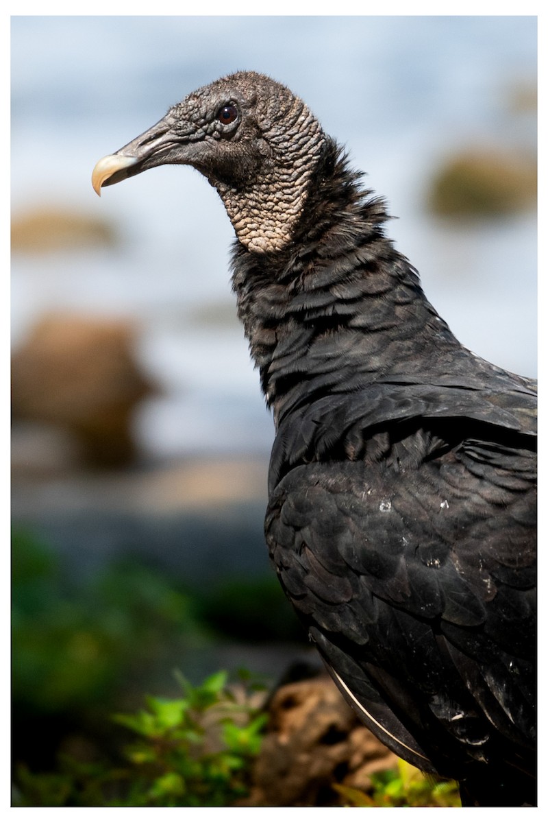 Black Vulture - ML646880565