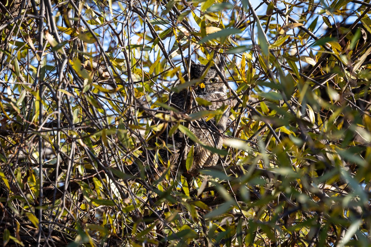 Great Horned Owl - ML646880566