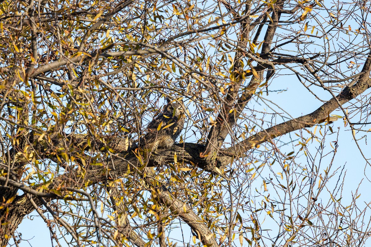 Great Horned Owl - ML646880567