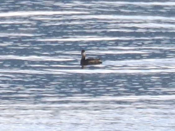 Txilinporta mokolodia - ML646880570