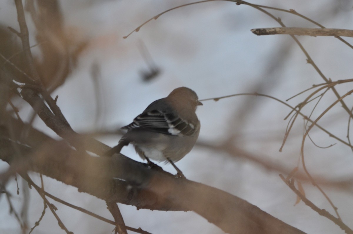 Northern Mockingbird - ML646880572