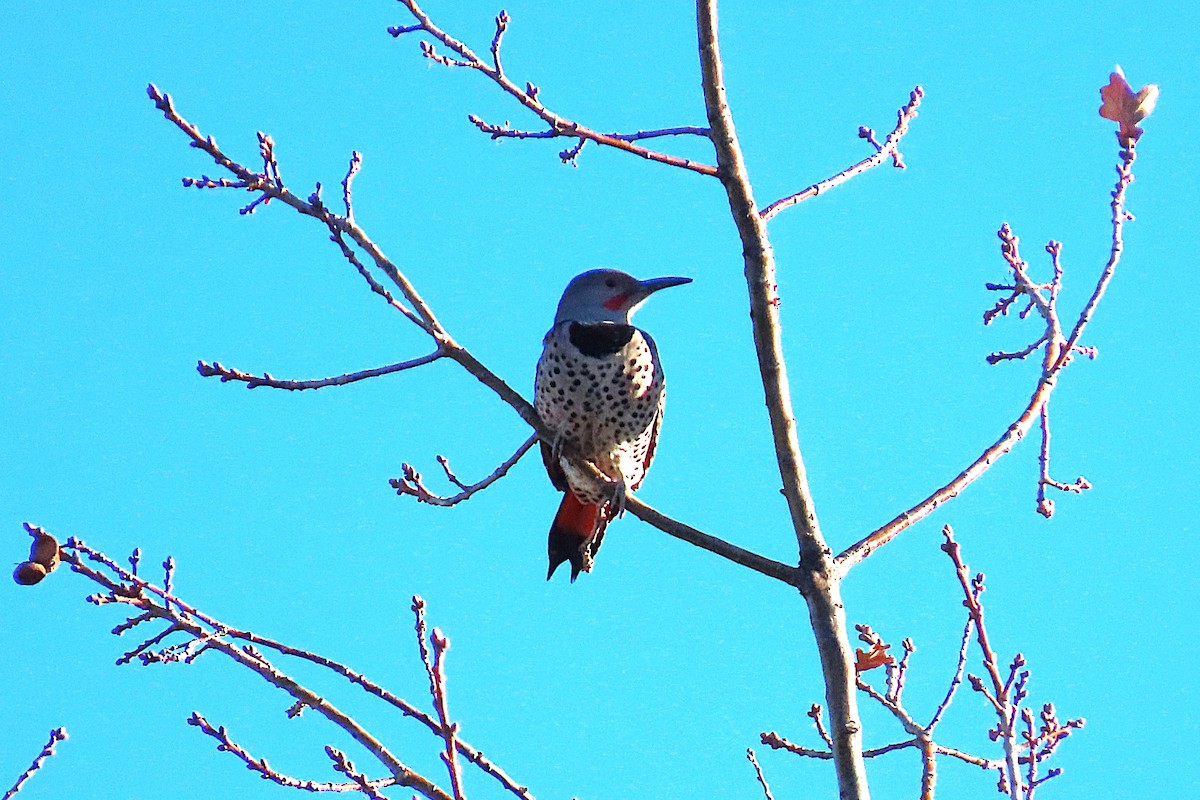 Altın Ağaçkakan - ML646880576