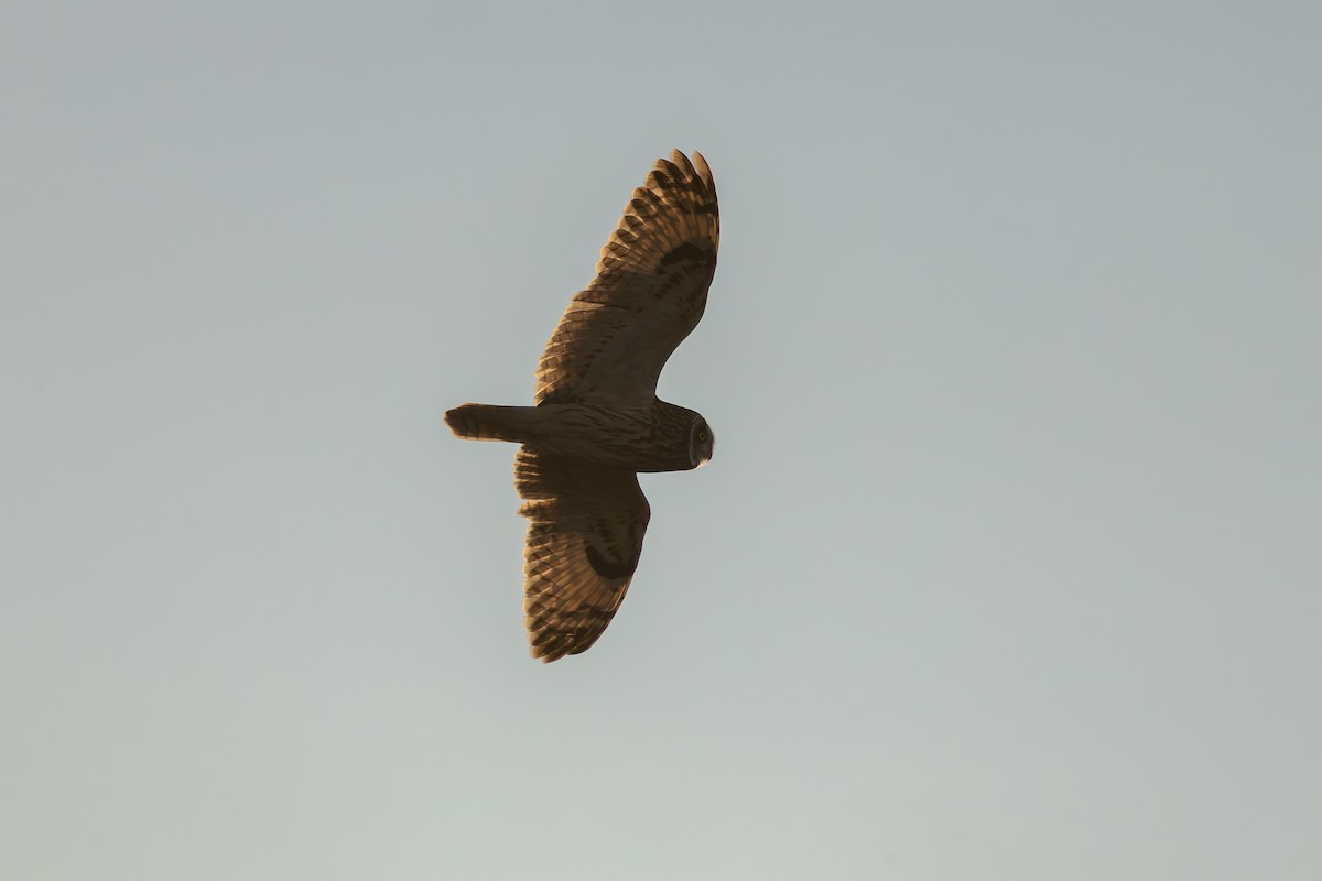 短耳鴞 - ML646880580