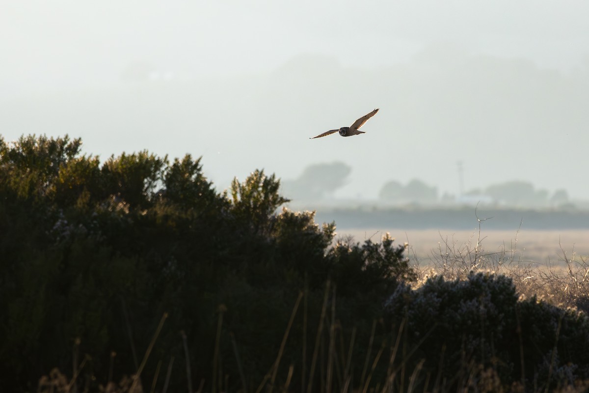 短耳鴞 - ML646880581