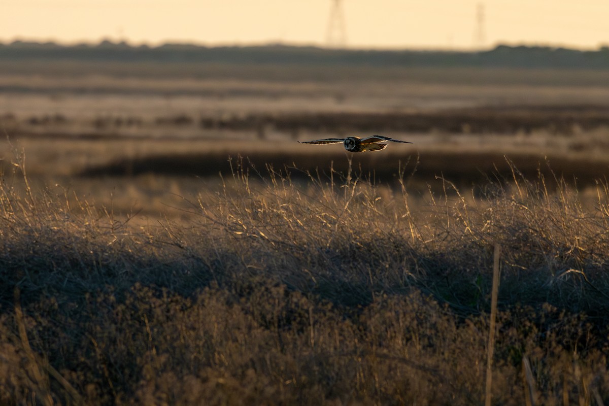 短耳鴞 - ML646880582