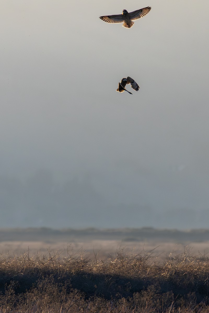 短耳鴞 - ML646880583