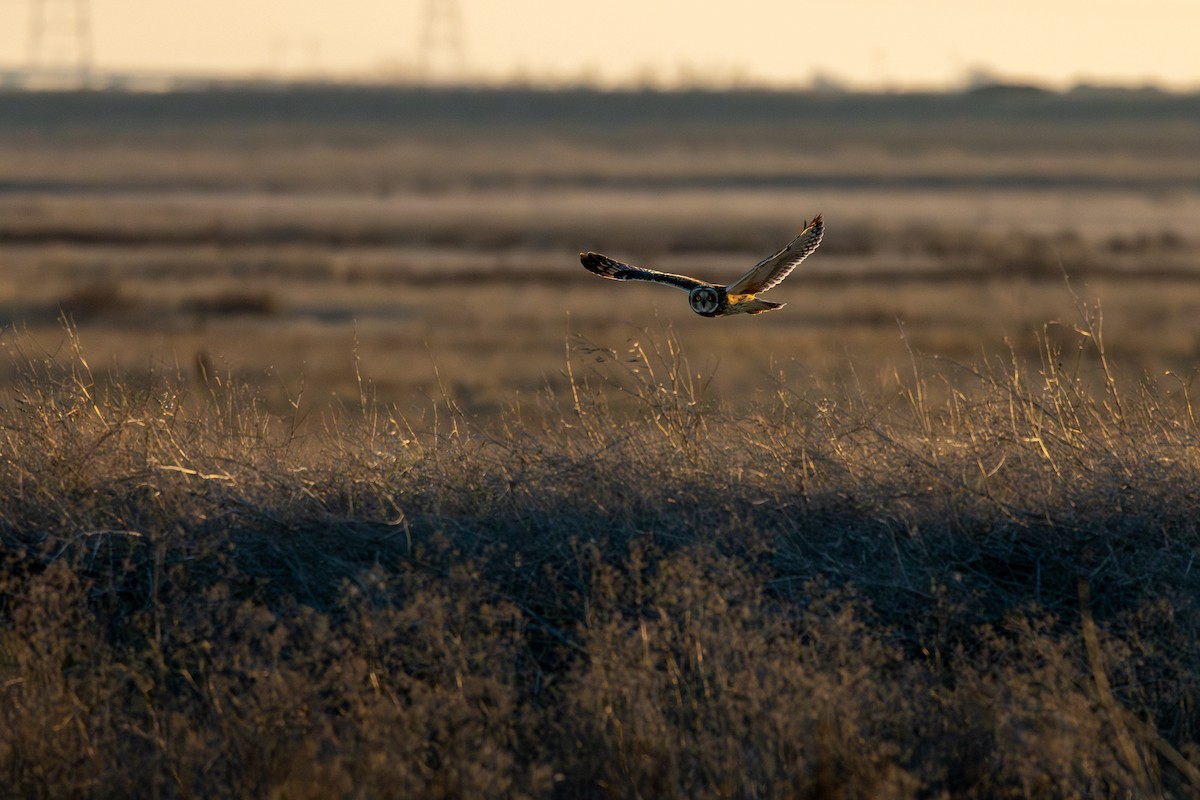 短耳鴞 - ML646880584