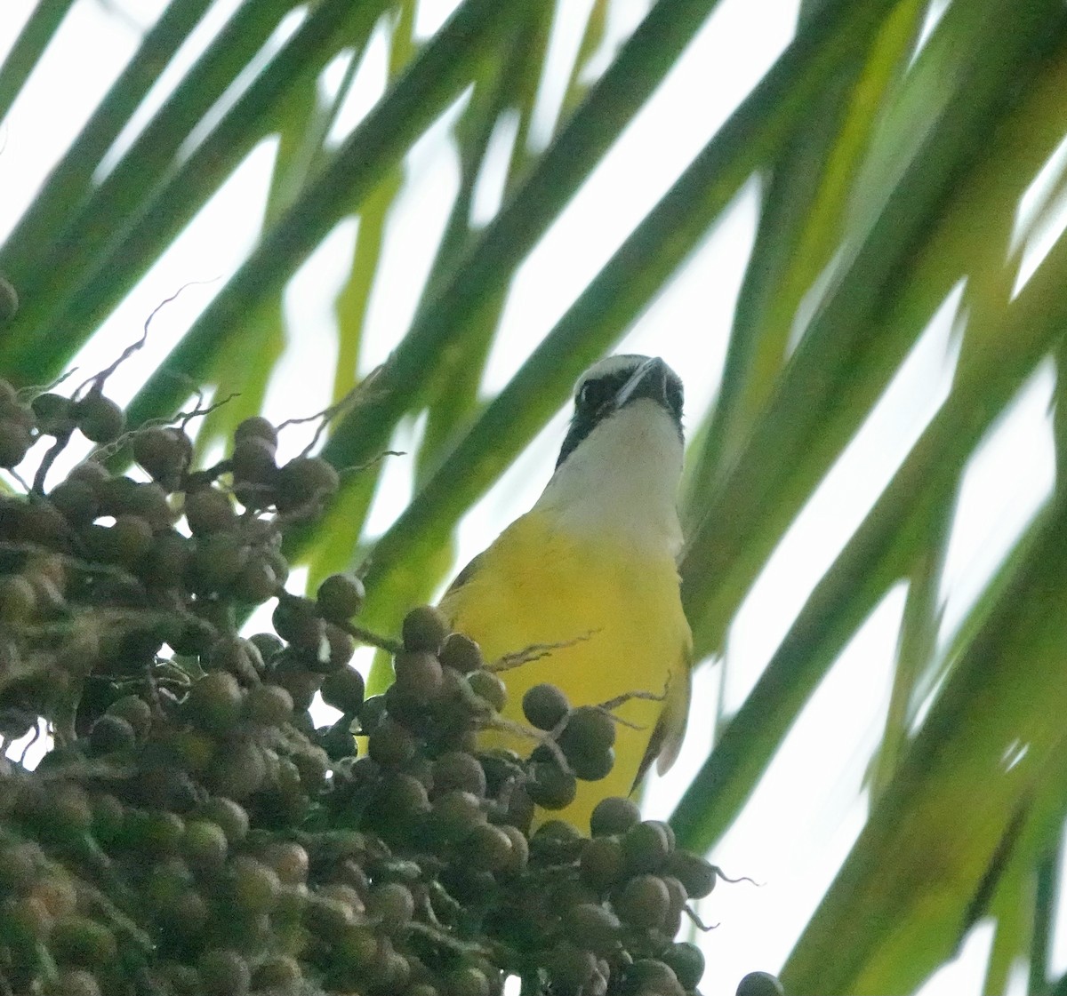 Tyran sociable - ML646880595