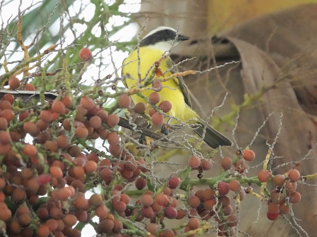 Tyran sociable - ML646880596