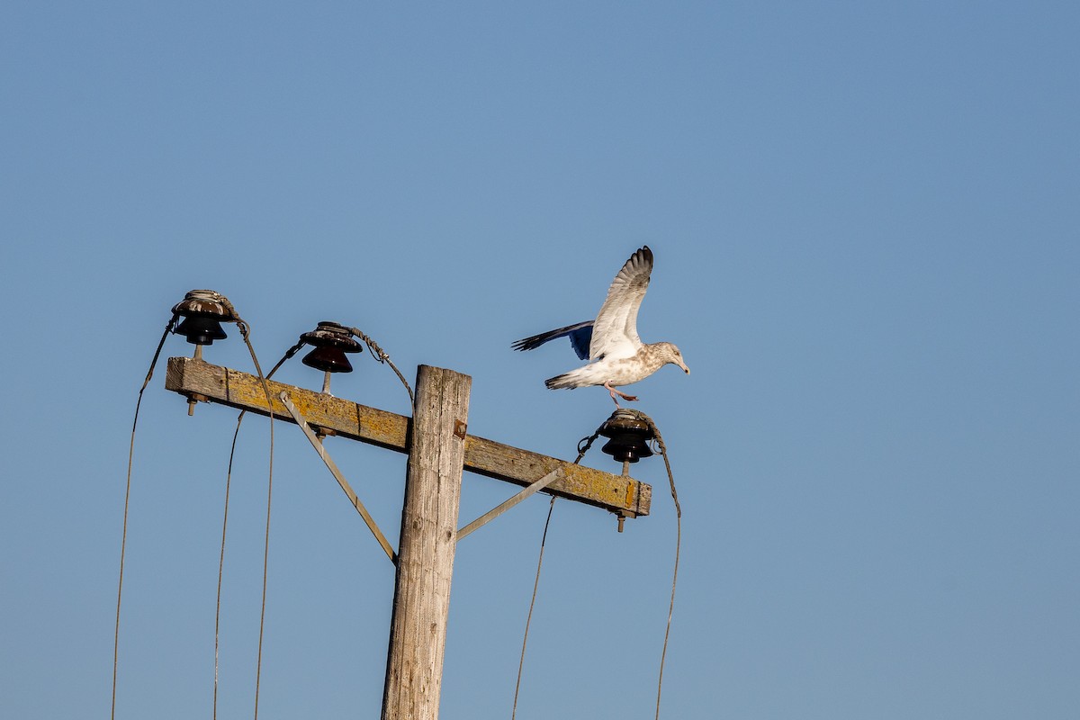 Kaio hauskara amerikarra - ML646880597