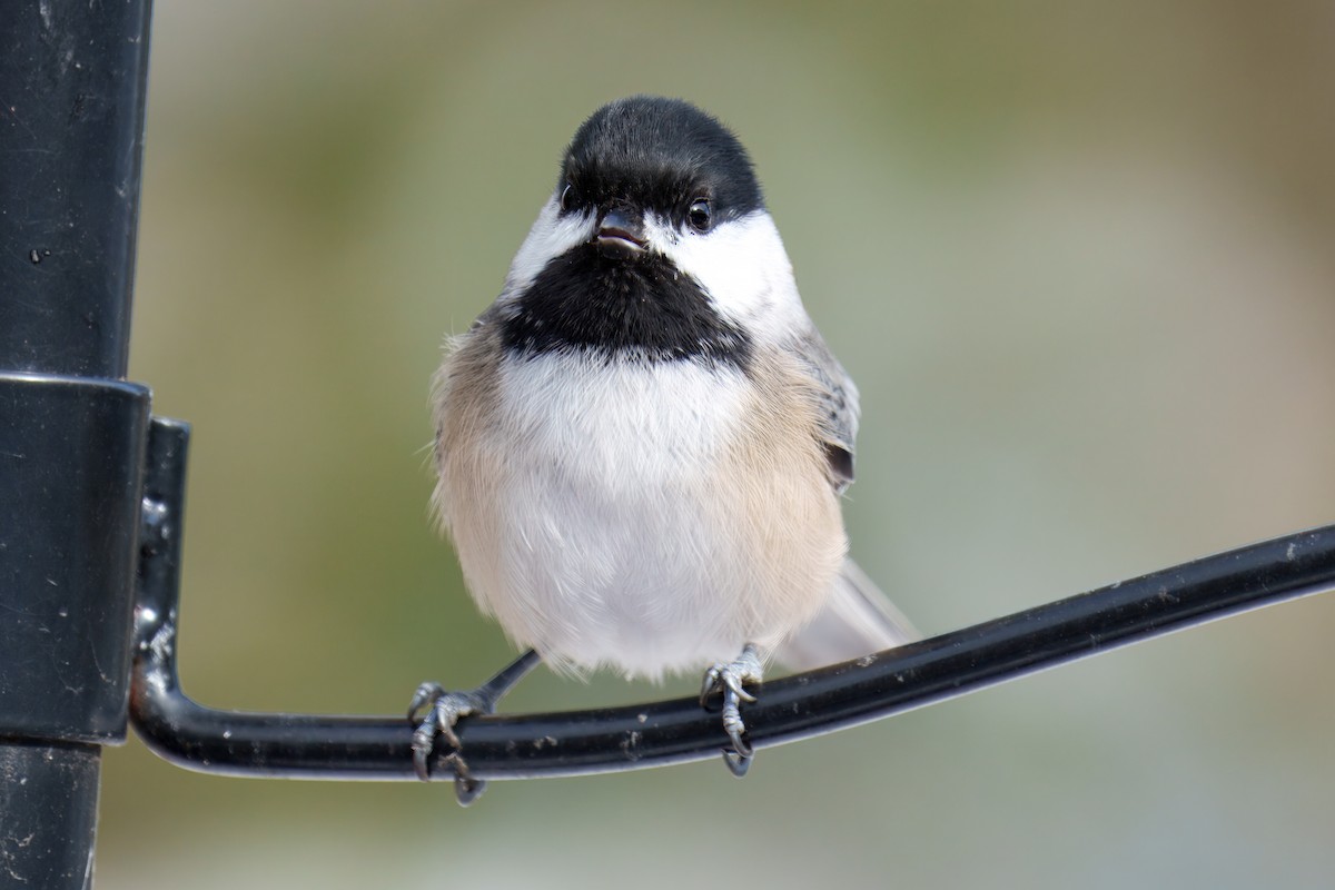 Black-capped Chickadee - ML646880599