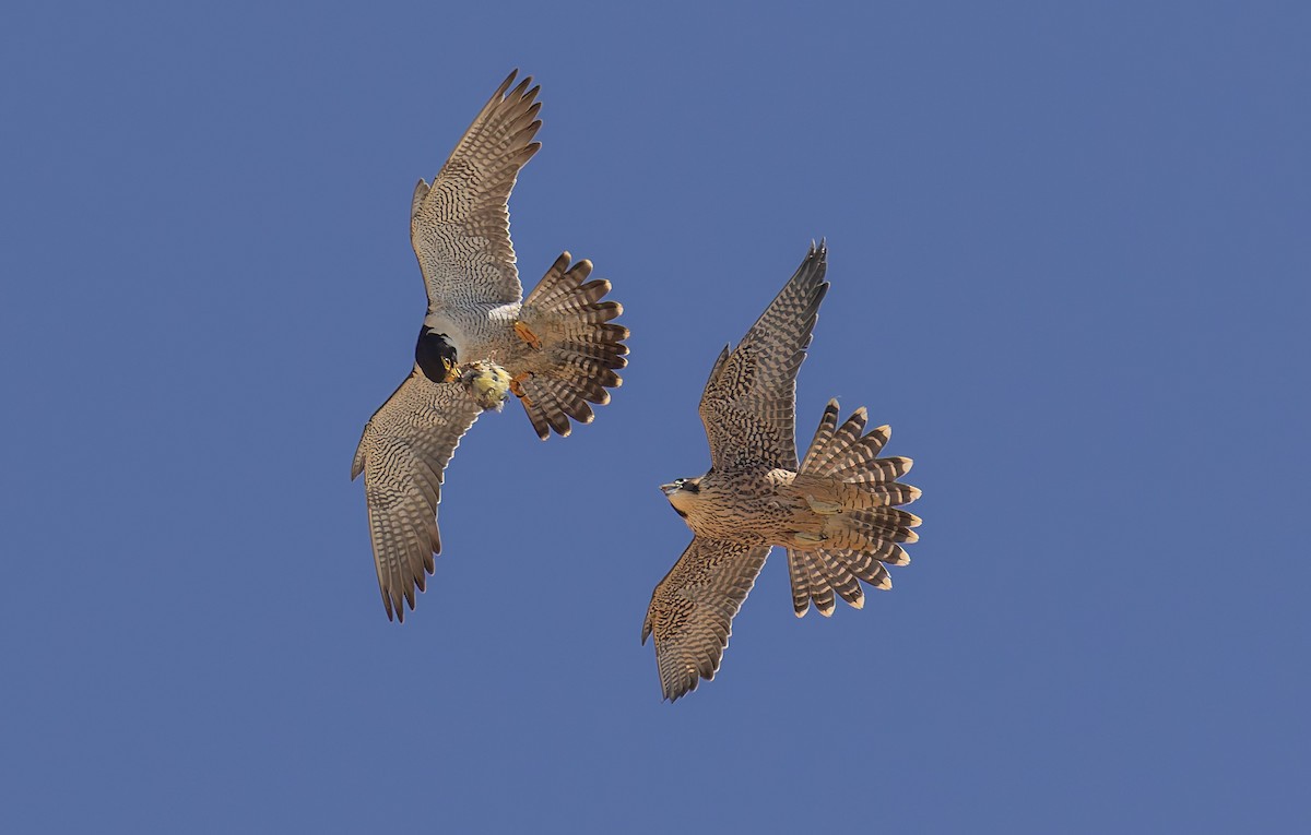 Peregrine Falcon - ML646880603