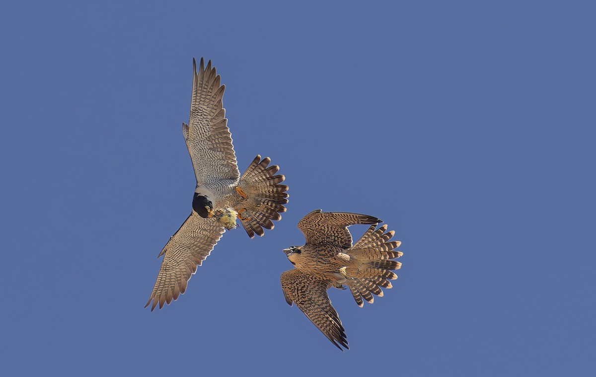 Peregrine Falcon - ML646880605